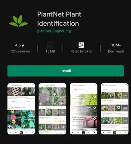 How to identify an unknown plant from a picture